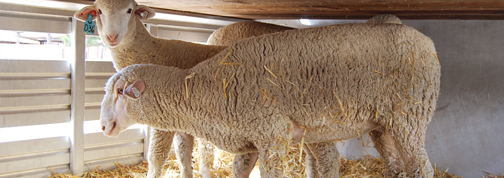 Sheep in truck